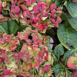 Estate Tiffany & Co. Dogwood 925 Earrings Large